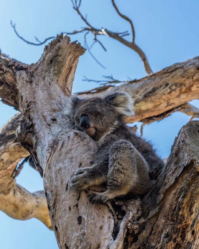 child koala tree 