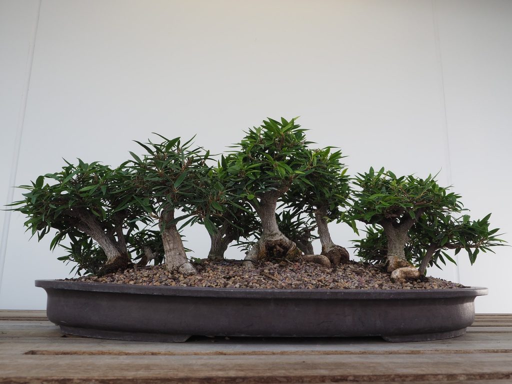 bonsai care watering 