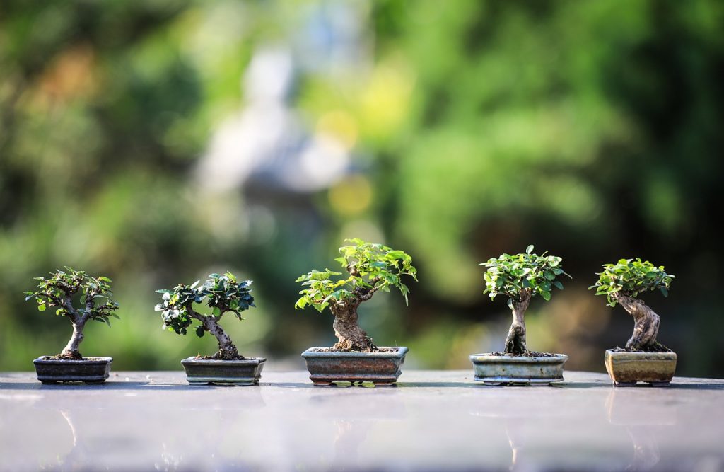 bonsai japan miniature tree