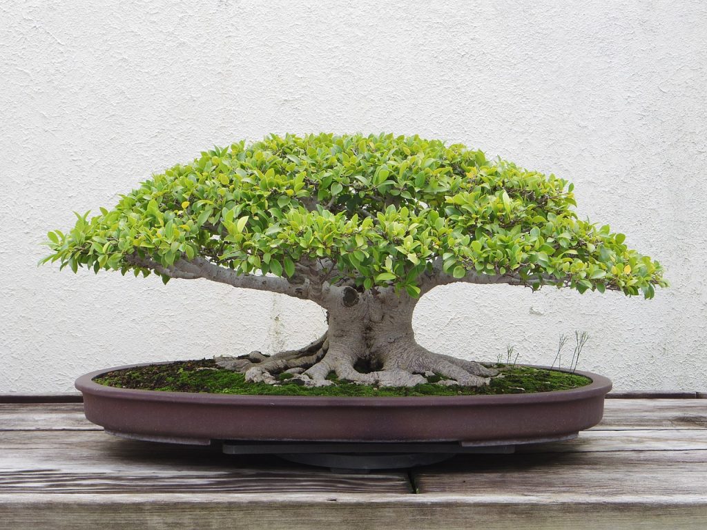 Mini bonsai tree anthill art