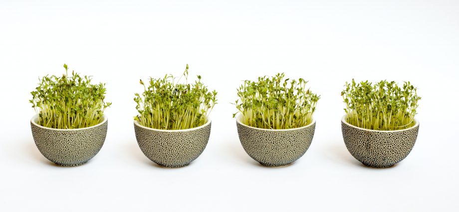 Micro-sprouts, small, plants